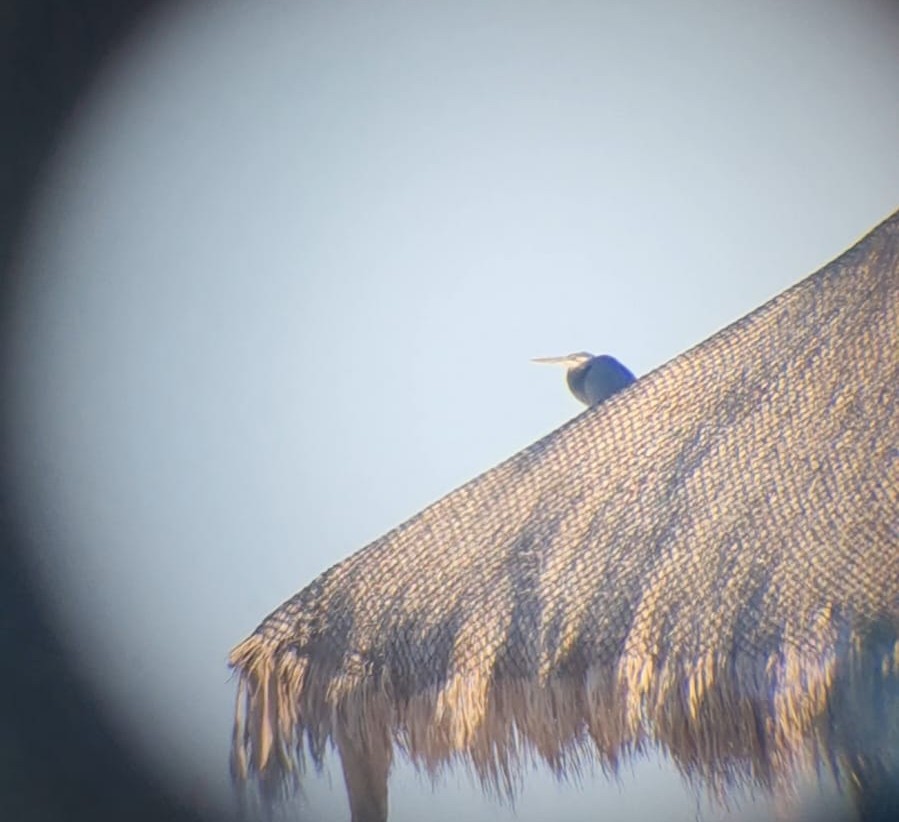 Great Blue Heron - ML645271273