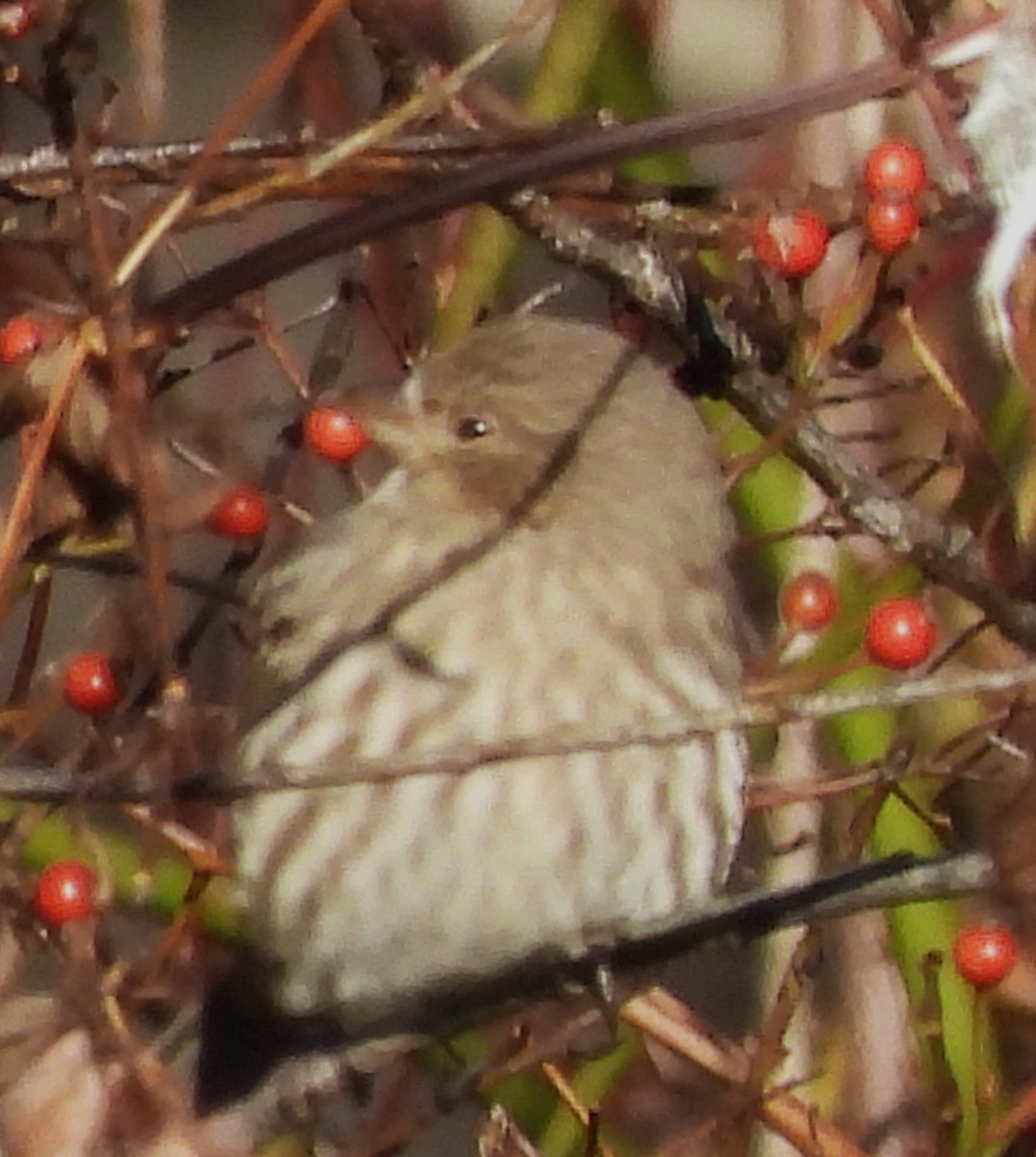 House Finch - ML645271275