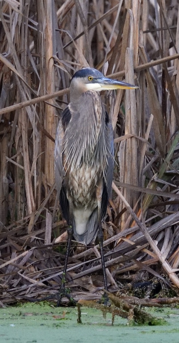 Great Blue Heron - ML645271277