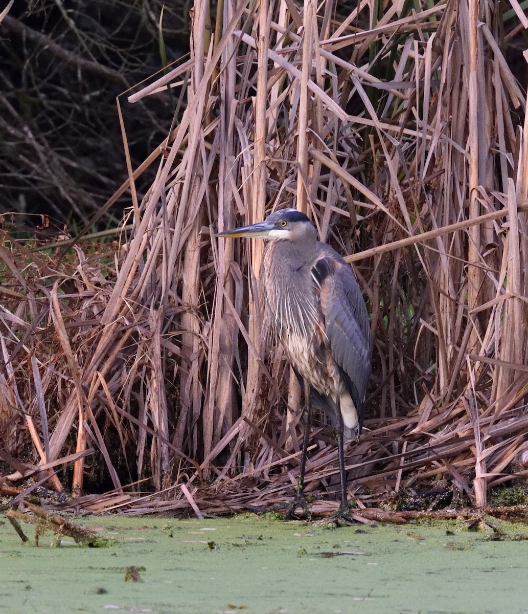 Great Blue Heron - ML645271278