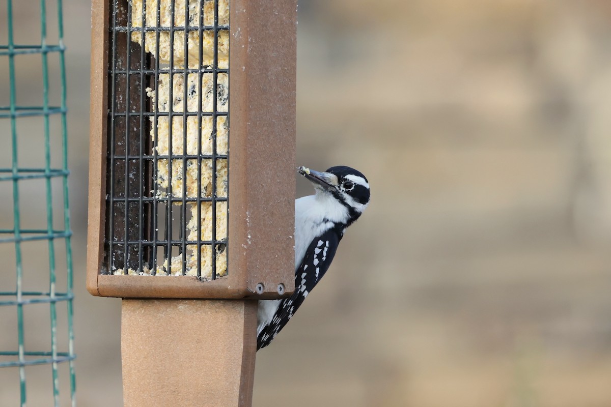 Hairy Woodpecker - ML645271279