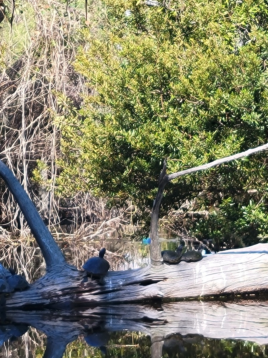 Purple Gallinule - ML645271285