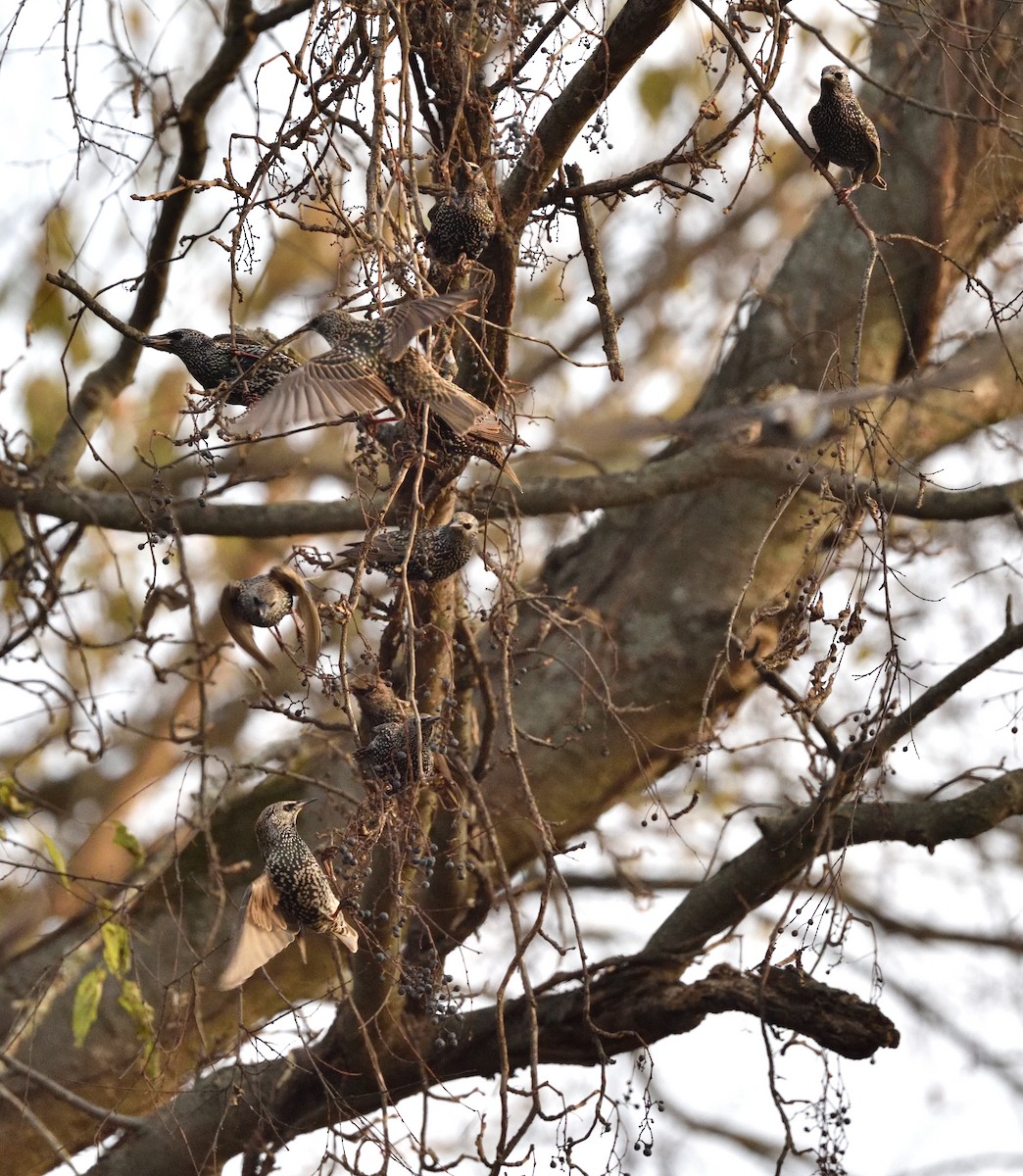 Шпак звичайний - ML645271290