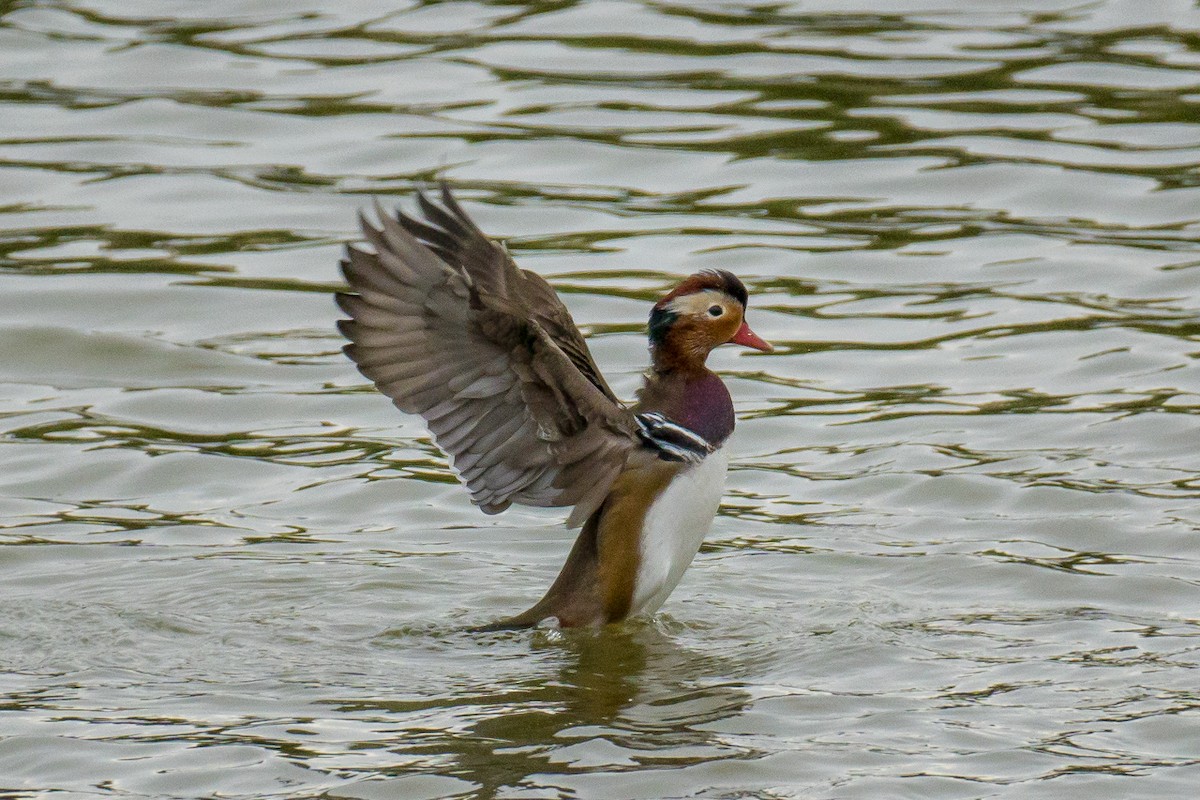 Мандаринка - ML645271310