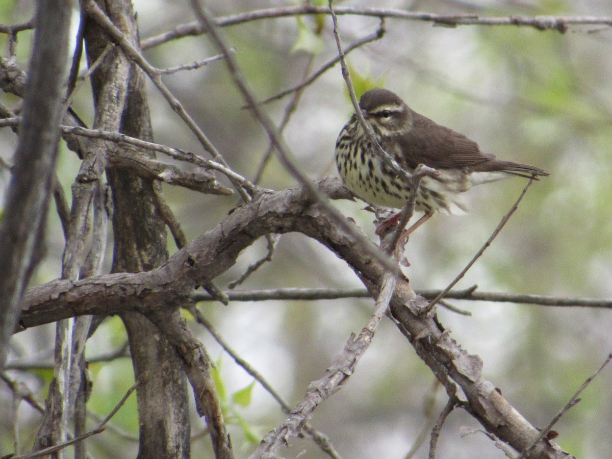 Northern Waterthrush - ML645271314