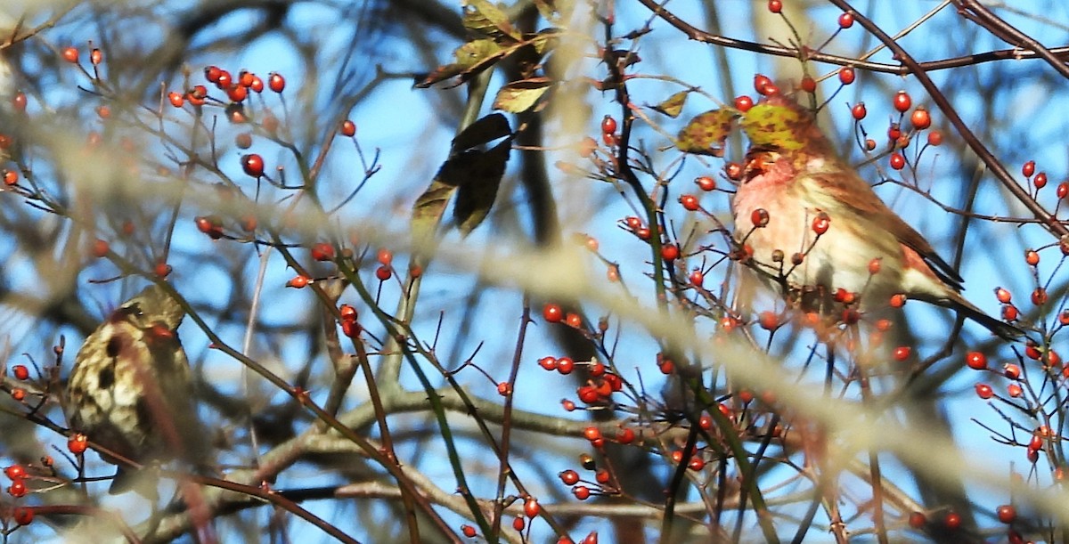 purpurfink - ML645271316