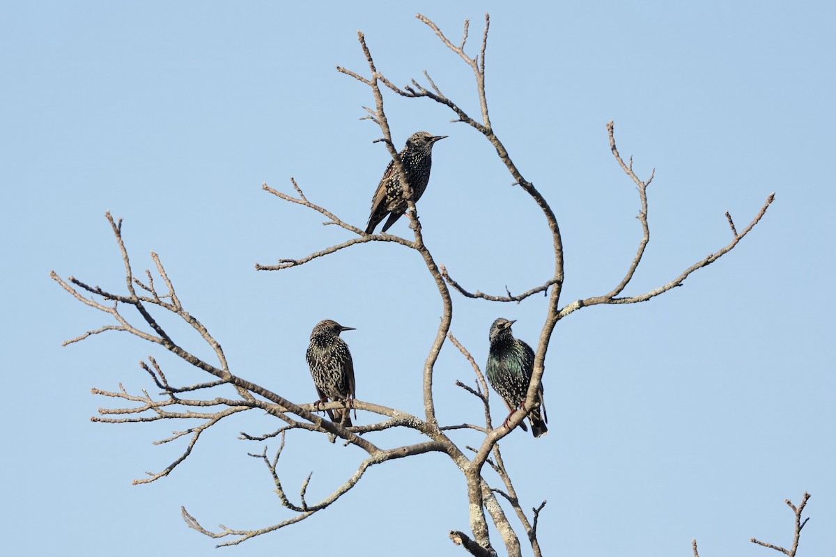 Шпак звичайний - ML645271319