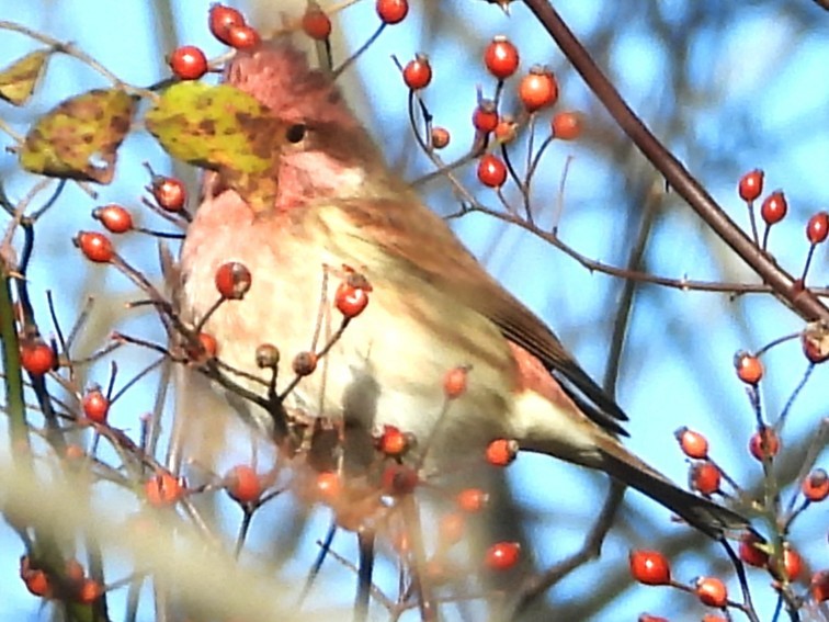 purpurfink - ML645271321