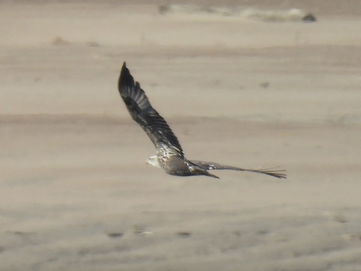 Орлан білоголовий - ML645271325