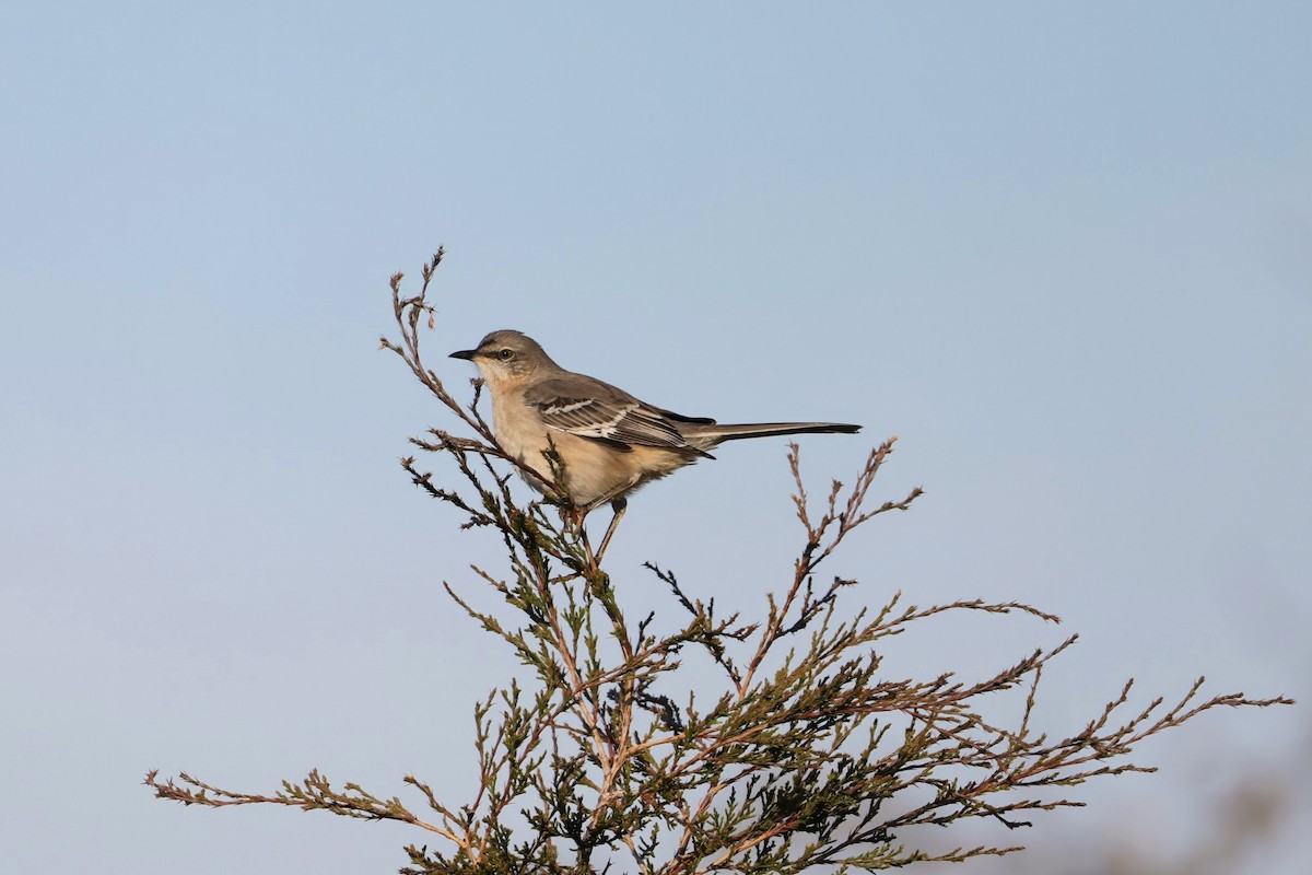 Northern Mockingbird - ML645271327