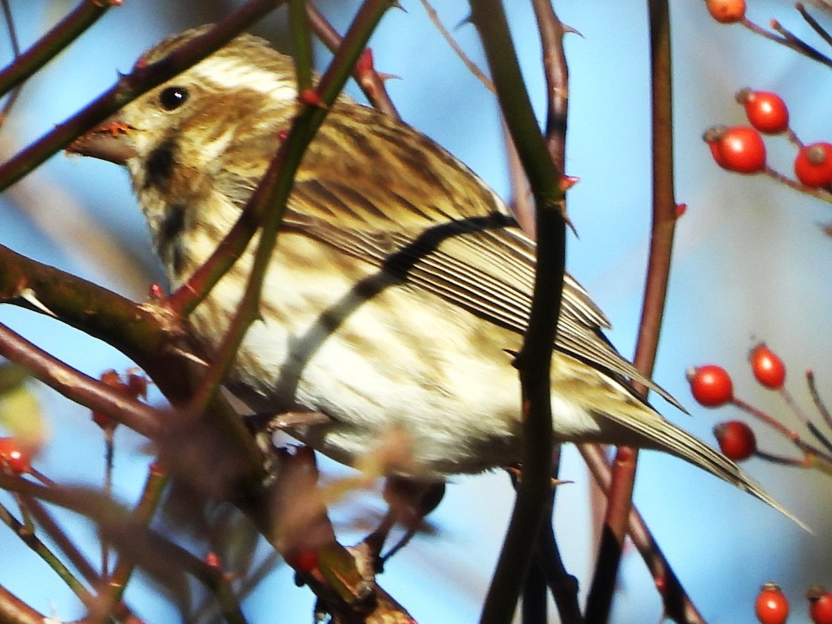 purpurfink - ML645271331