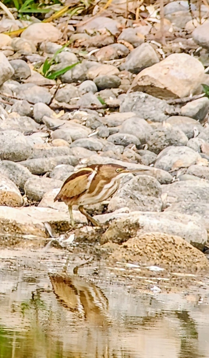 Least Bittern - ML645271333