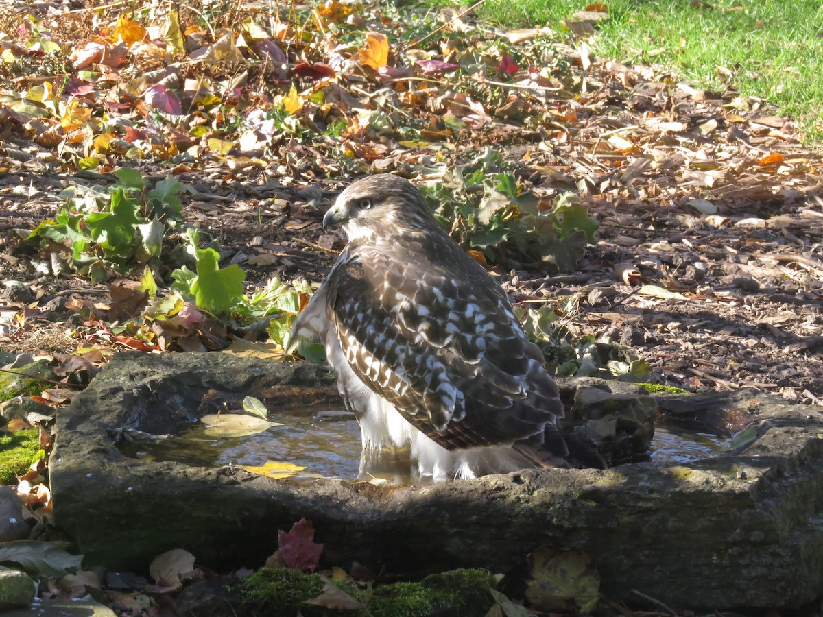 Red-tailed Hawk - ML645271335