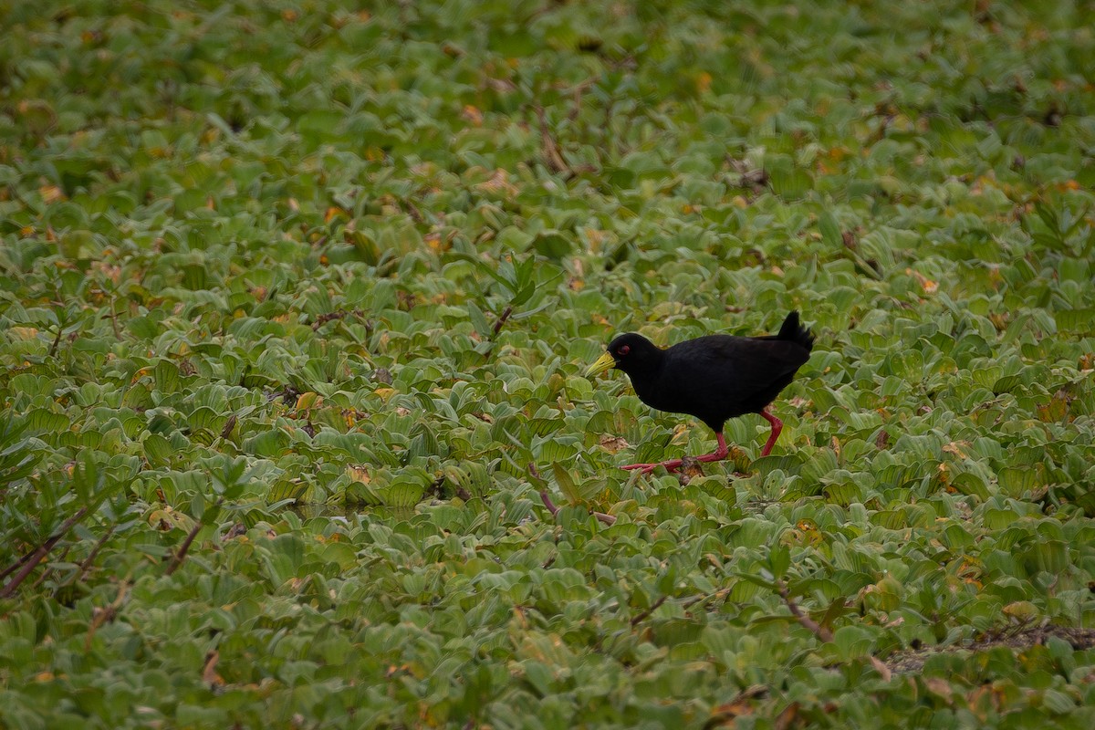 svartrikse - ML645271343