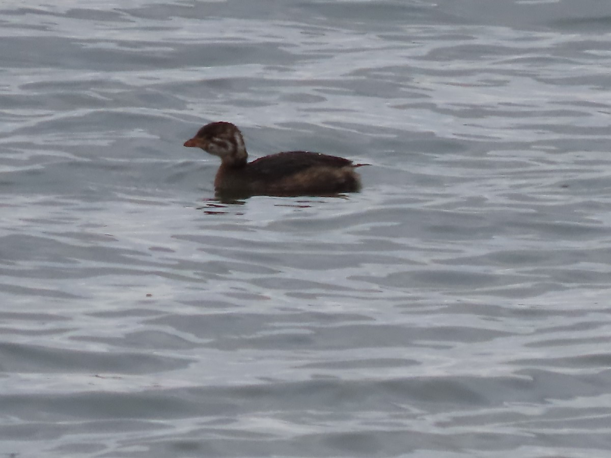 Pied-billed Grebe - ML645271349