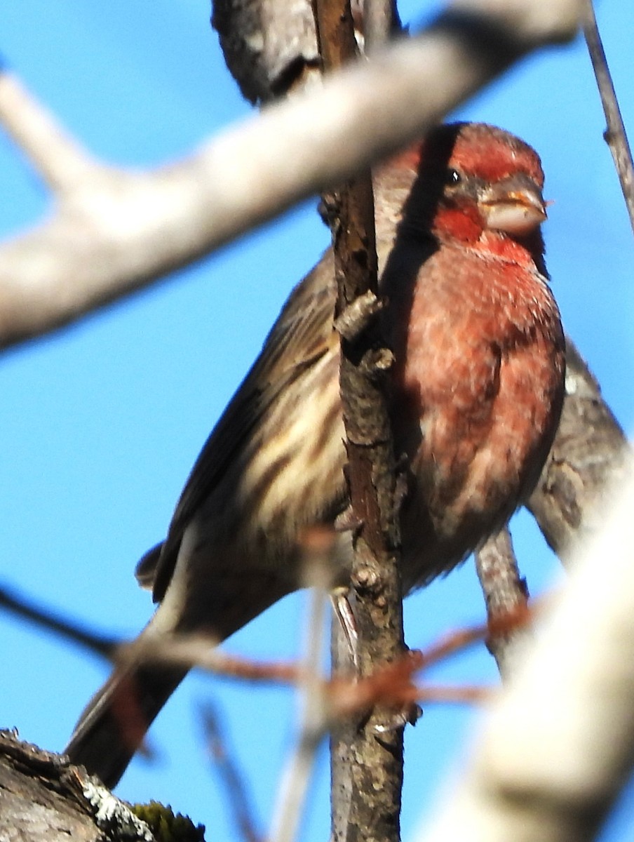 House Finch - ML645271358