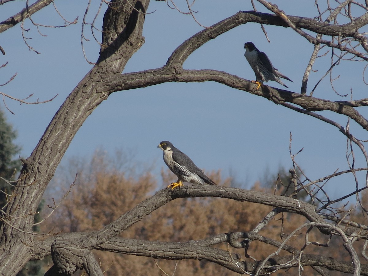 Peregrine Falcon - ML645271359