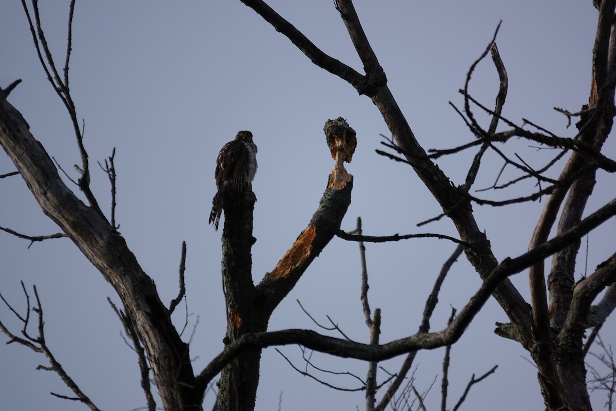 Cooper's Hawk - ML645271365