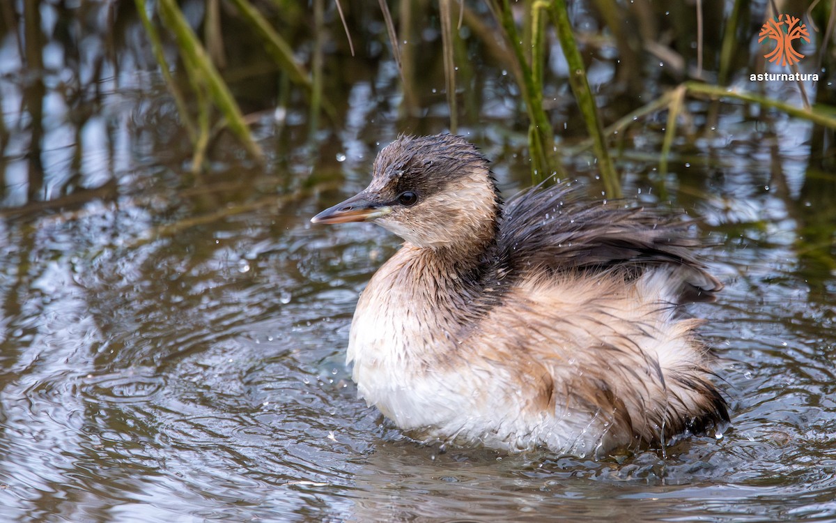 Little Grebe - ML645271371