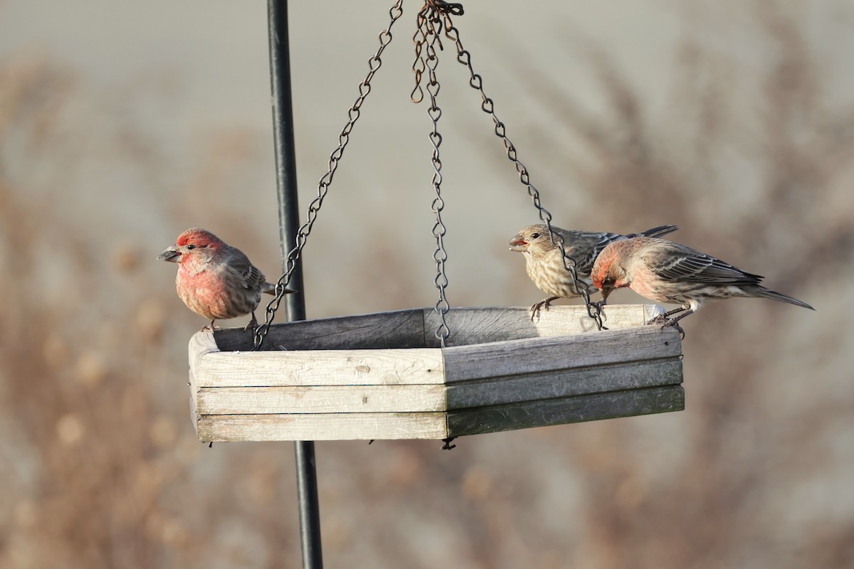 House Finch - ML645271373