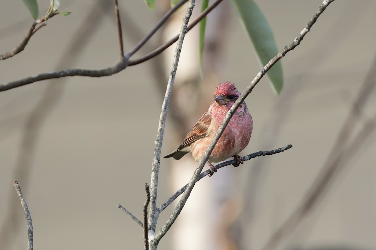 purpurfink - ML645271378