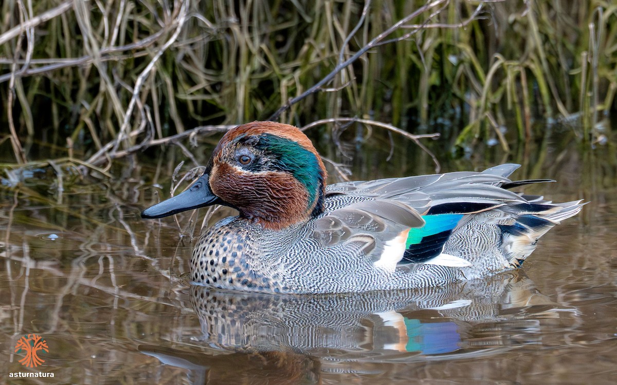 Green-winged Teal - ML645271379