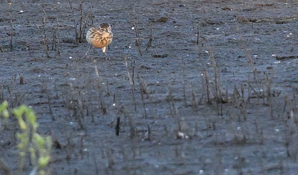 American Pipit - ML645271380