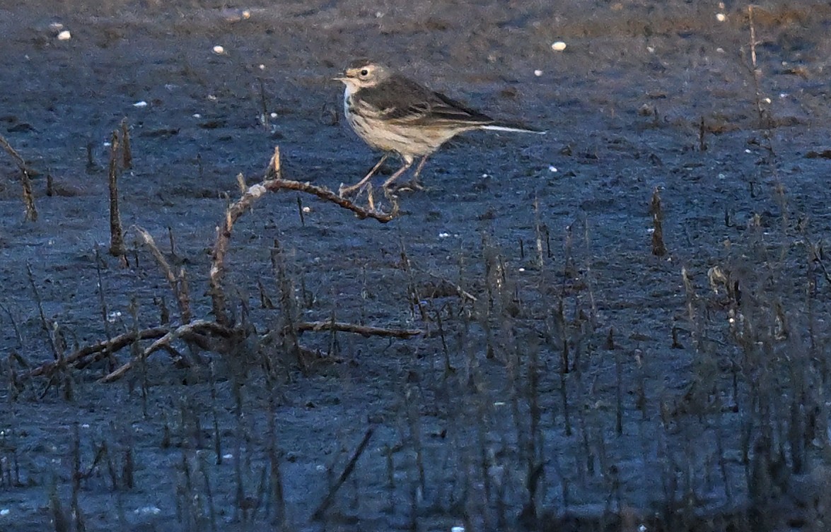 American Pipit - ML645271381