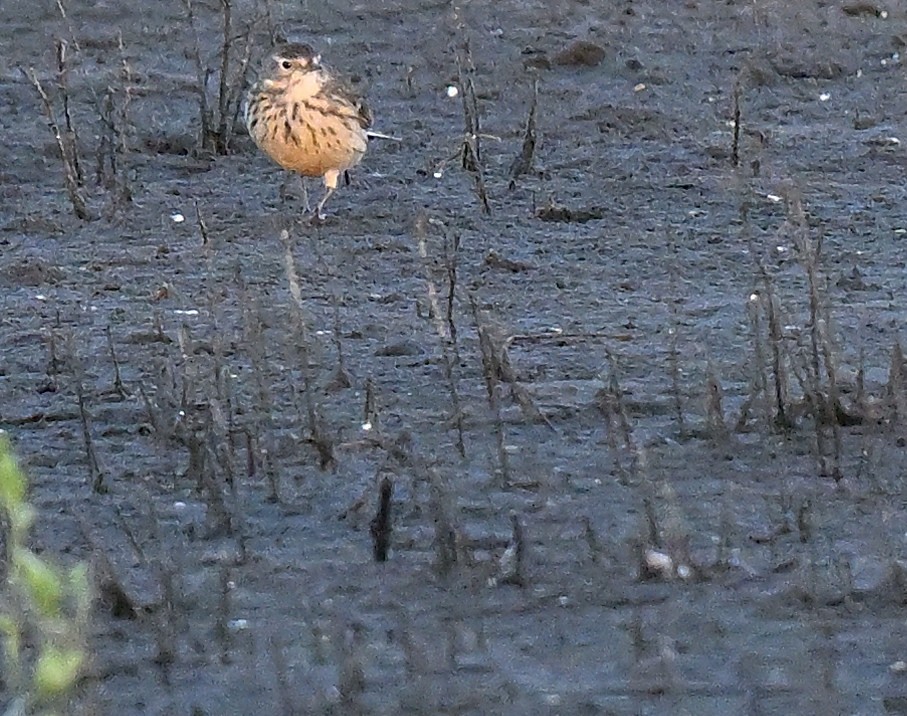 American Pipit - ML645271382