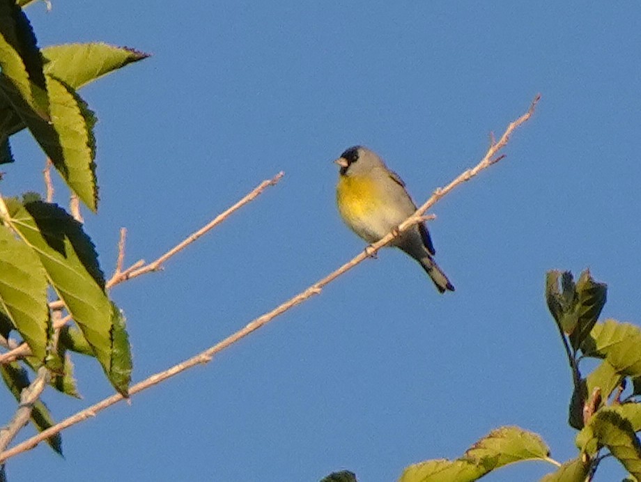 Lawrence's Goldfinch - ML645271392
