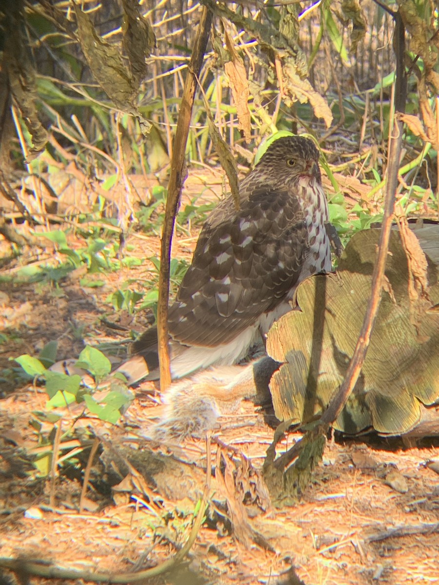 Cooper's Hawk - ML645271401