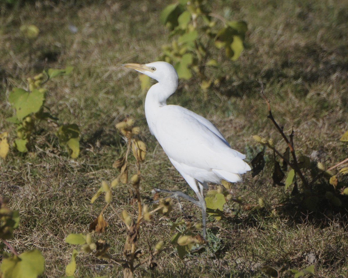 Western Cattle-Egret - ML645271405