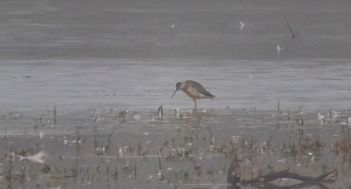 Archibebe Patigualdo Chico - ML645271409