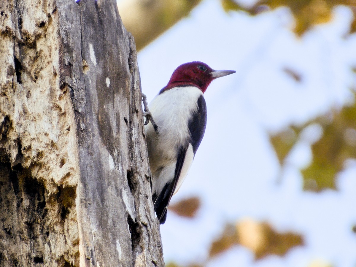 Red-headed Woodpecker - ML645271419