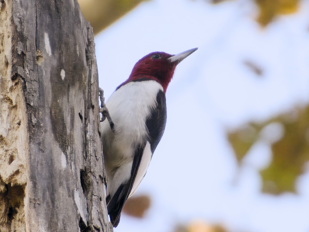 Red-headed Woodpecker - ML645271420