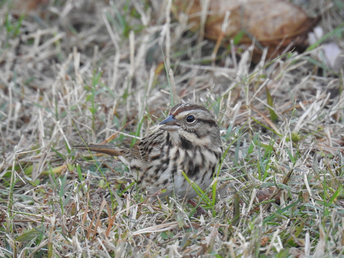 Song Sparrow - ML645271422