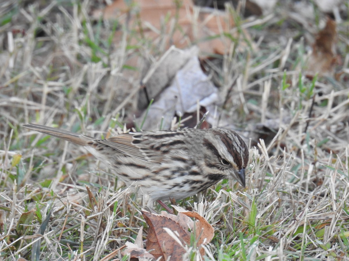 Song Sparrow - ML645271423