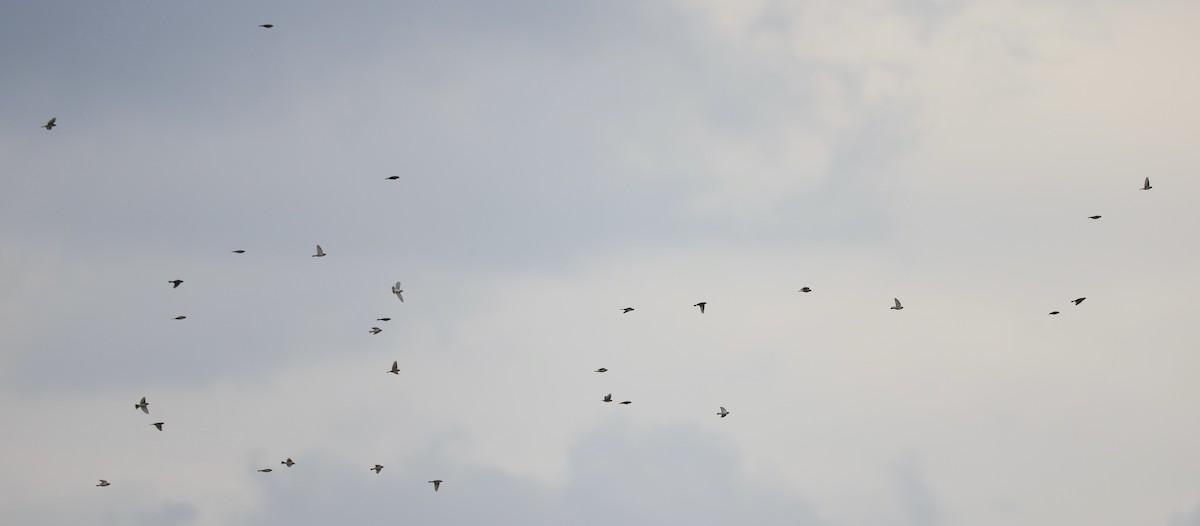 Lapland Longspur - ML645271428