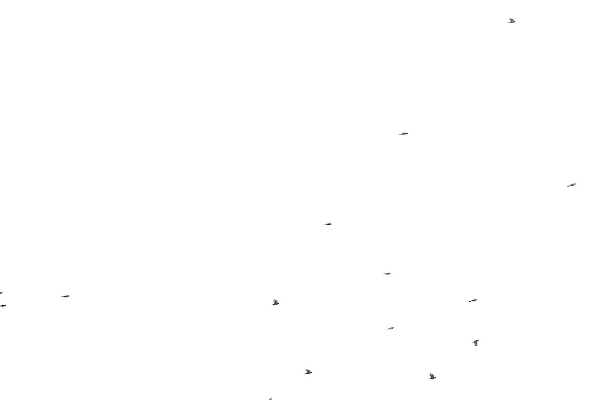 Lapland Longspur - ML645271429