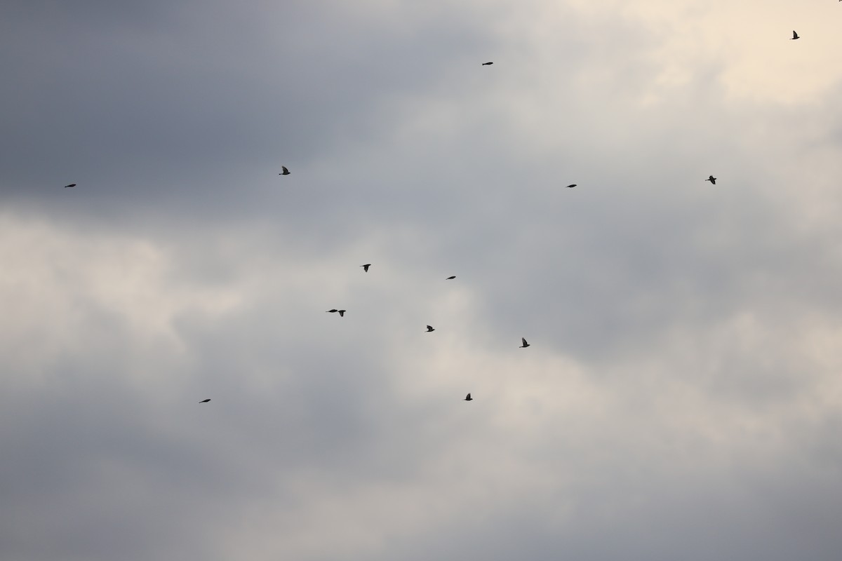 Lapland Longspur - ML645271430
