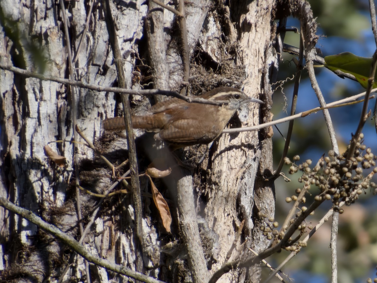 Carolina Wren - ML645271431