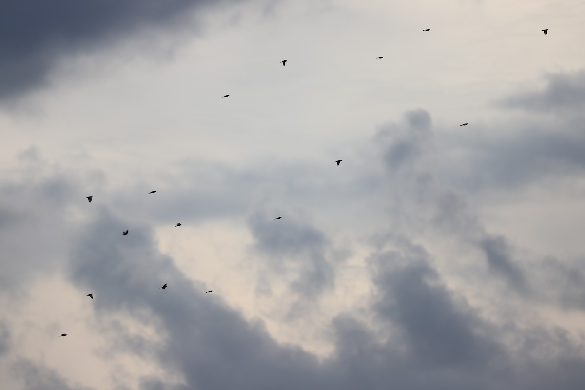 Lapland Longspur - ML645271432