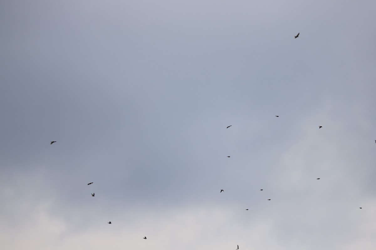 Lapland Longspur - ML645271433