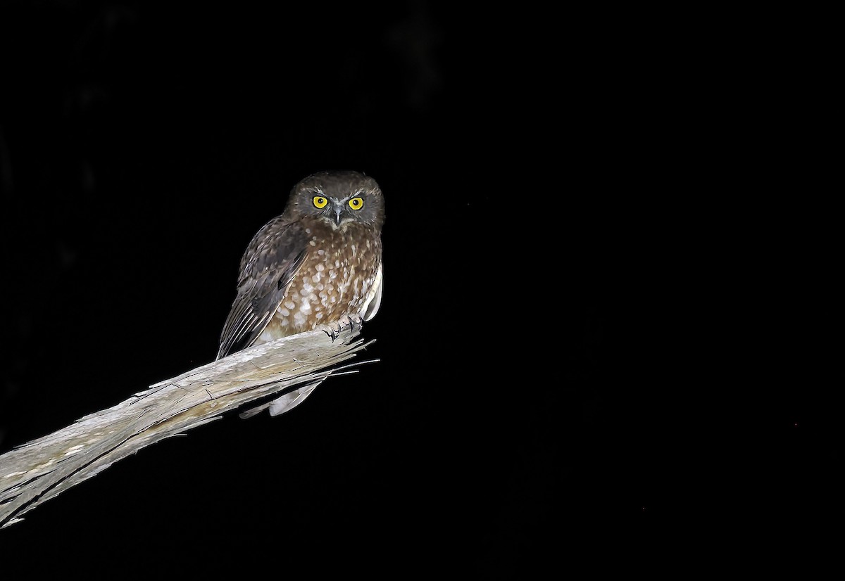 Tasmanian Boobook - ML645271436