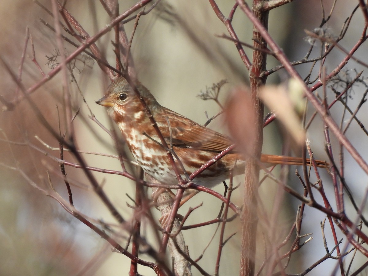 Fox Sparrow - ML645271437