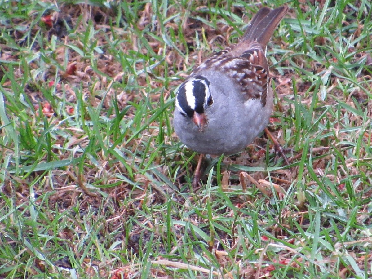 White-crowned Sparrow - ML645271438