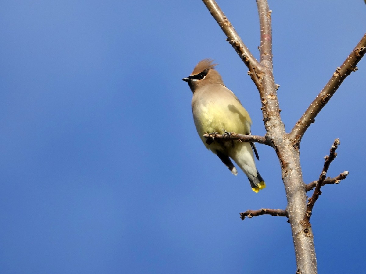 Cedar Waxwing - ML645271439