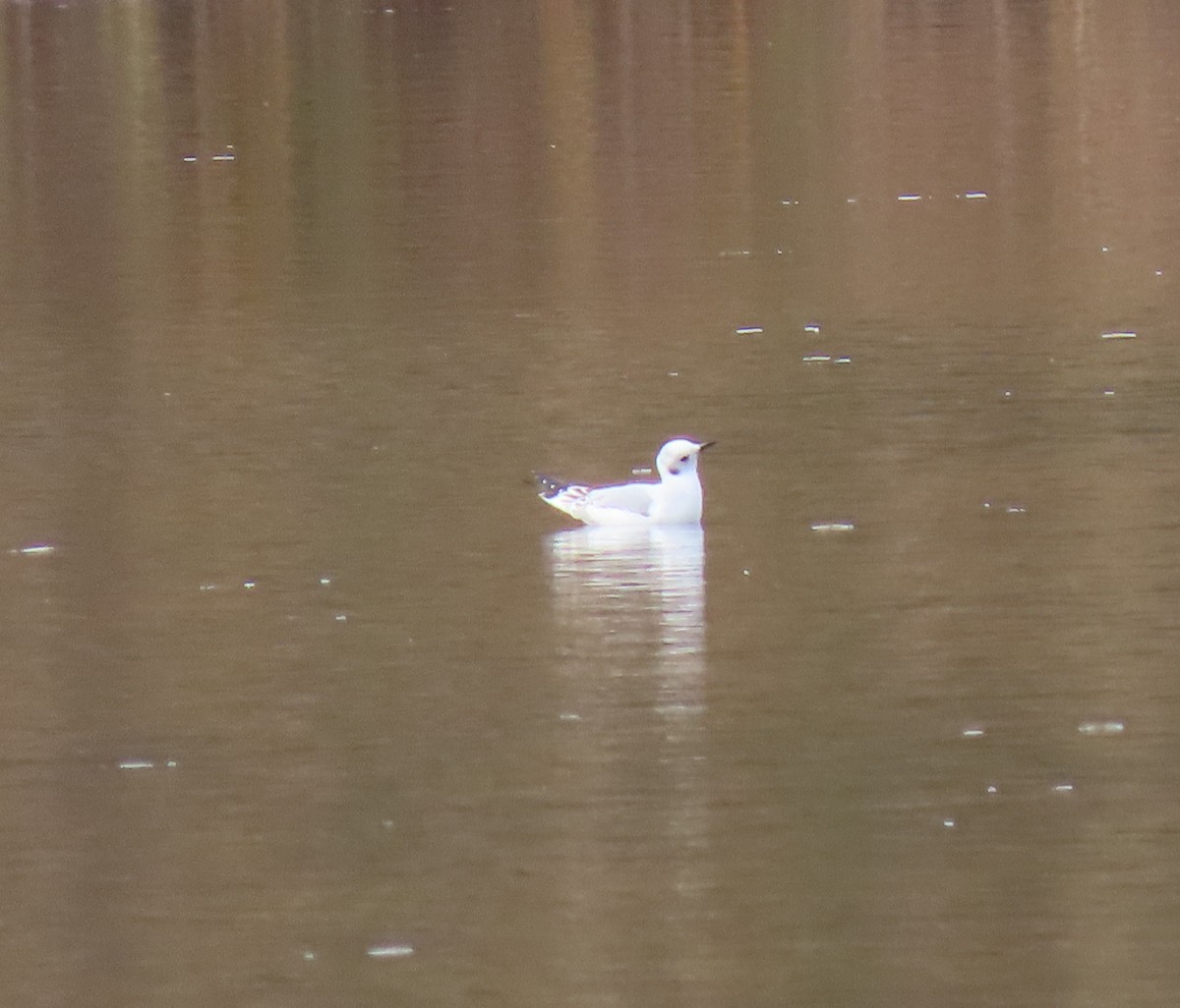 Bonaparte's Gull - ML645271442