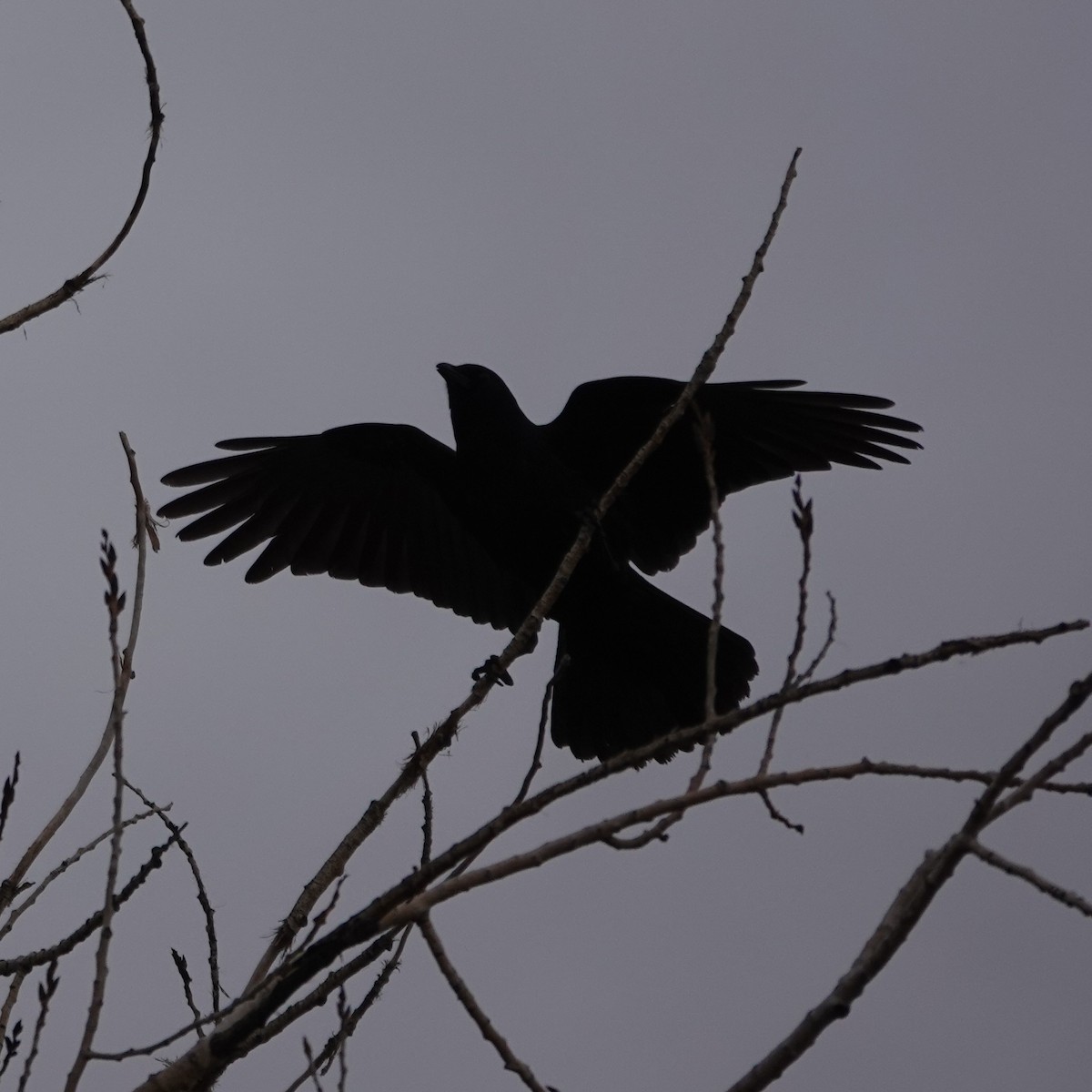 American Crow - ML645271443