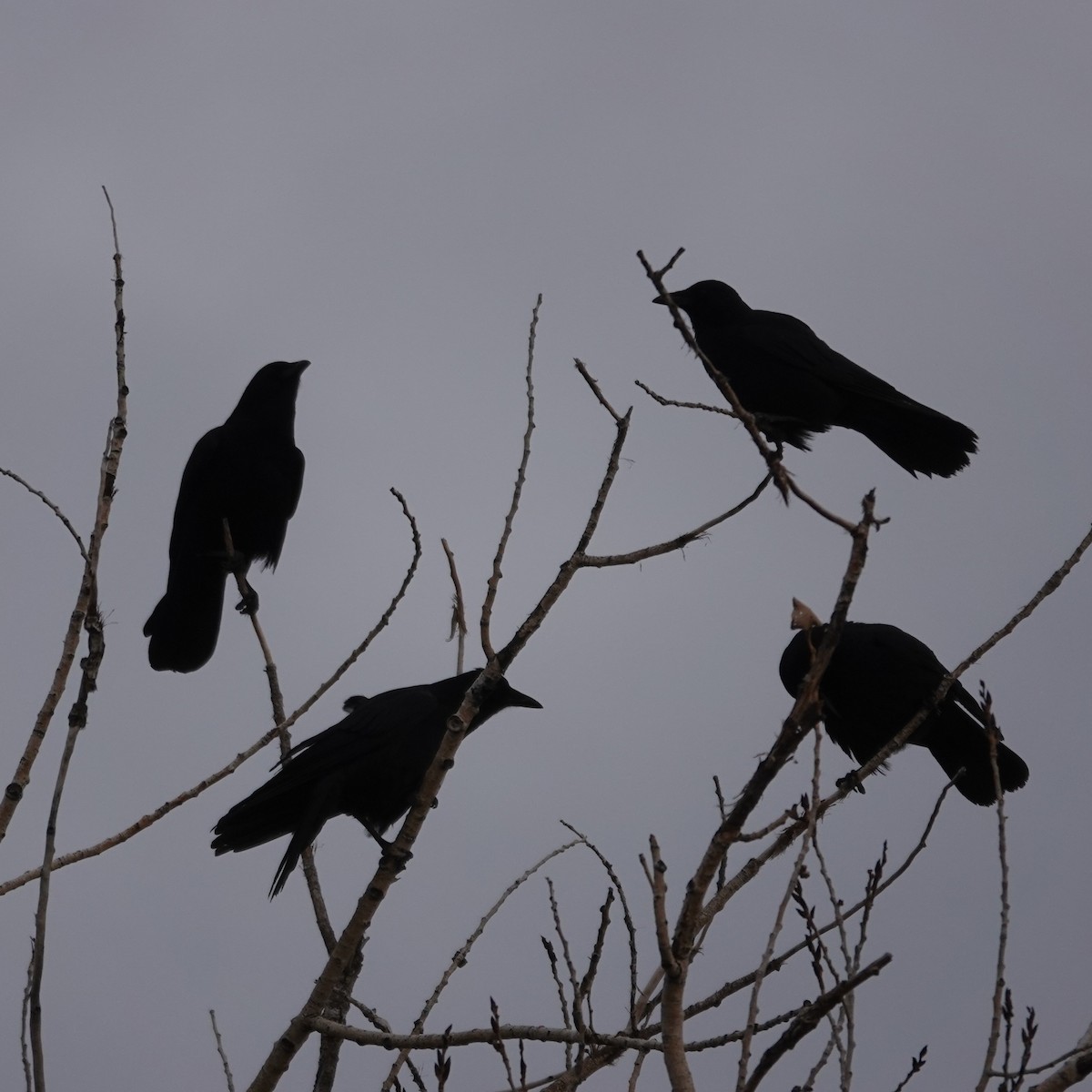 American Crow - ML645271444